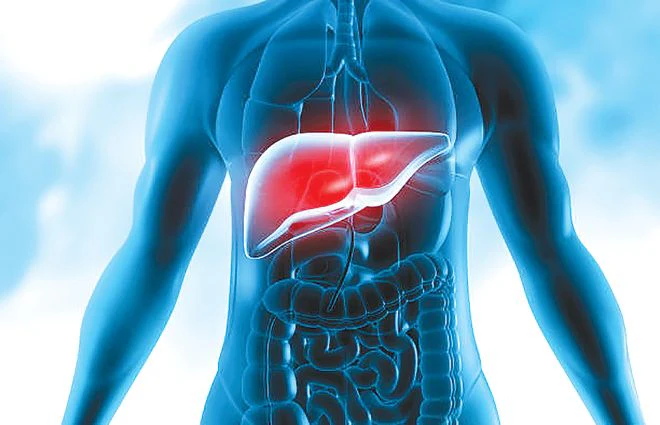 An Illustration Of A Human Body With A Highlighted Liver, Emphasizing Liver Toxicity And Potential Side Effects Related To Sarms.