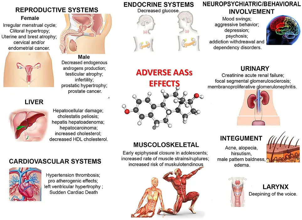 Anabolic Steroids Side Effects - The Most Common Side Effects List